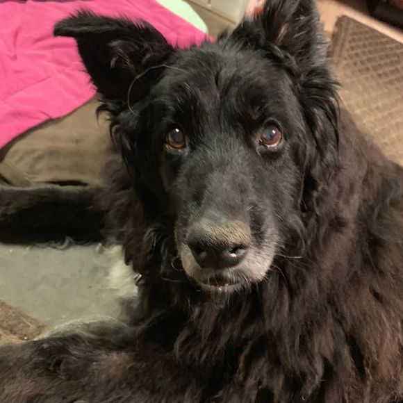 Meet your Posher, Patrick - Picture 1 of 1